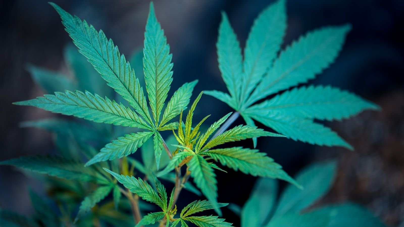 Nahaufnahme einer Cannabispflanze