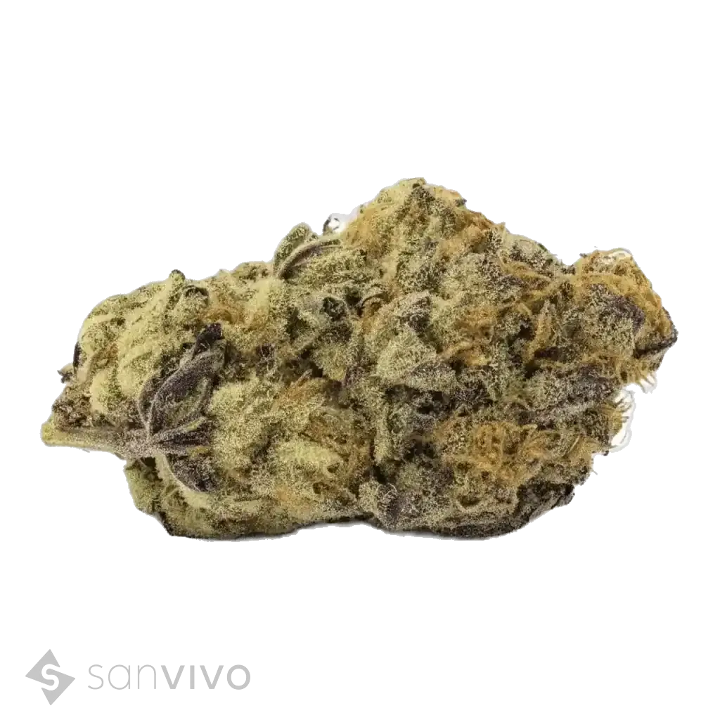 CM Indica Classic ZAF - BCP
