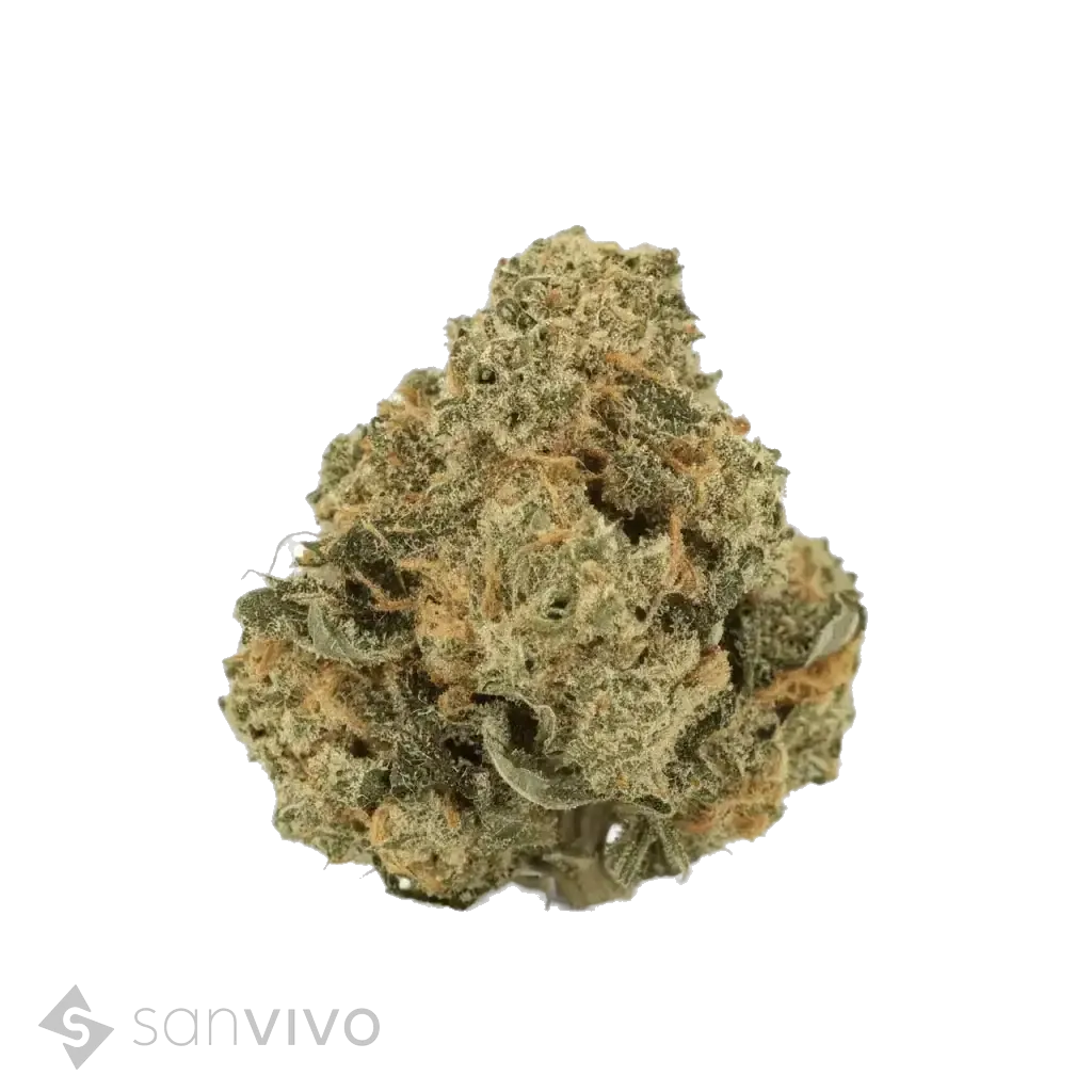 CM Indica Forte DK - SBK 
