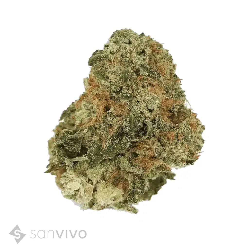 CM Indica forte DK