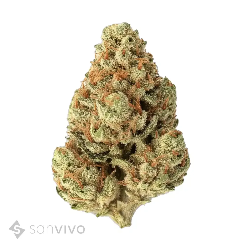 Cannabis 16/1 CL 