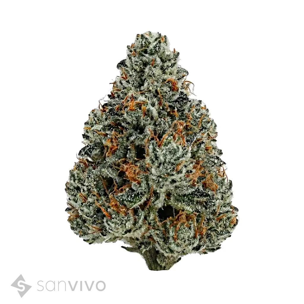 Daily Special 25/1 GMO