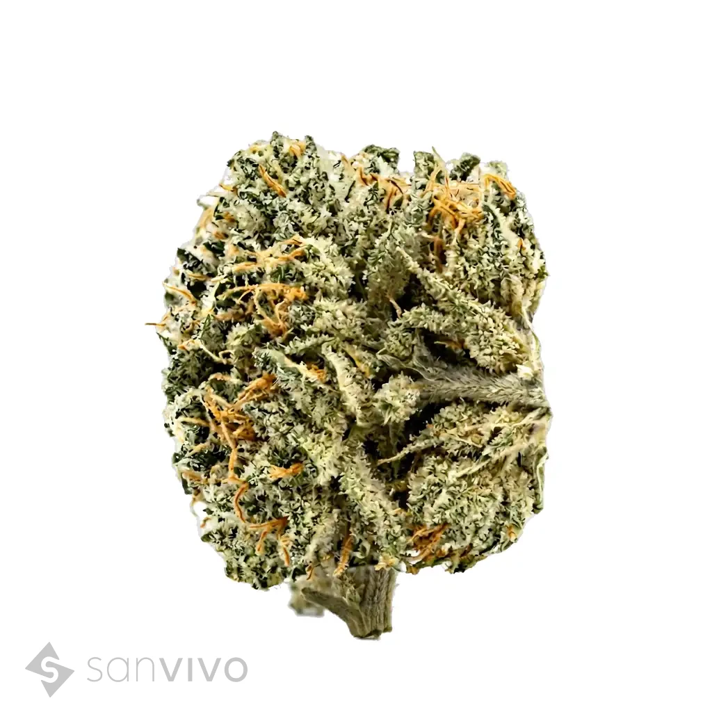 CM Indica Ultra SM