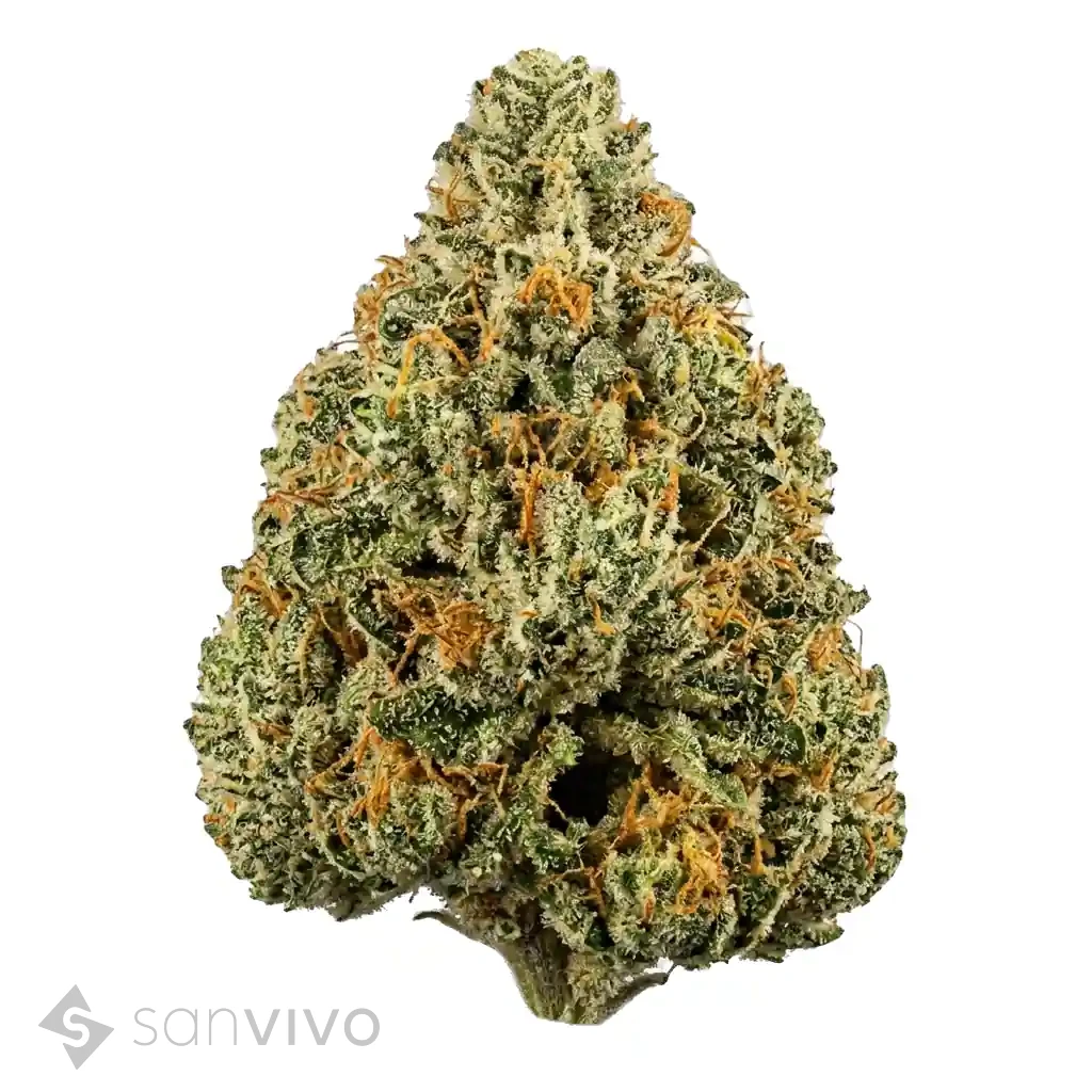 CM Indica Ultra AU