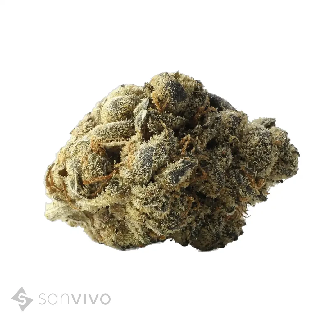 WEECO Dragon 26/1