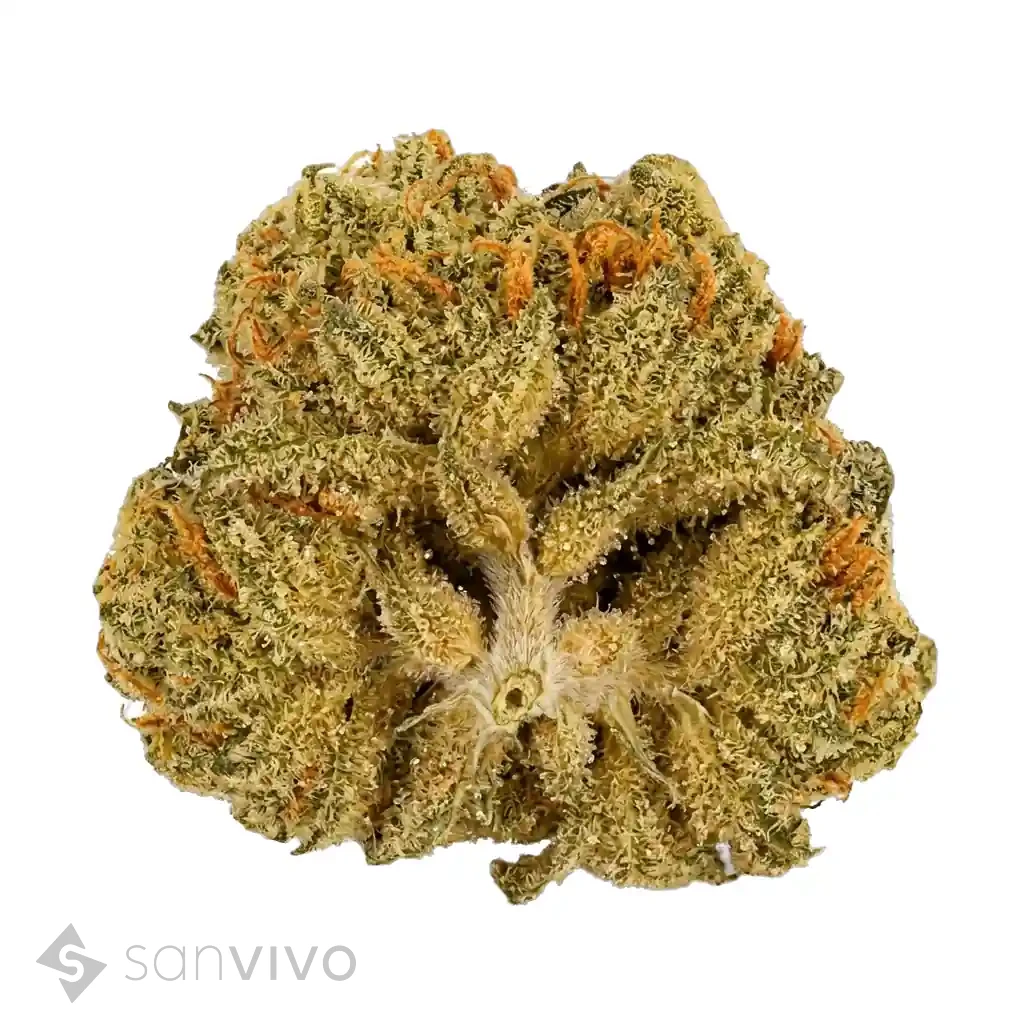 Cannabis 28/1 CSF
