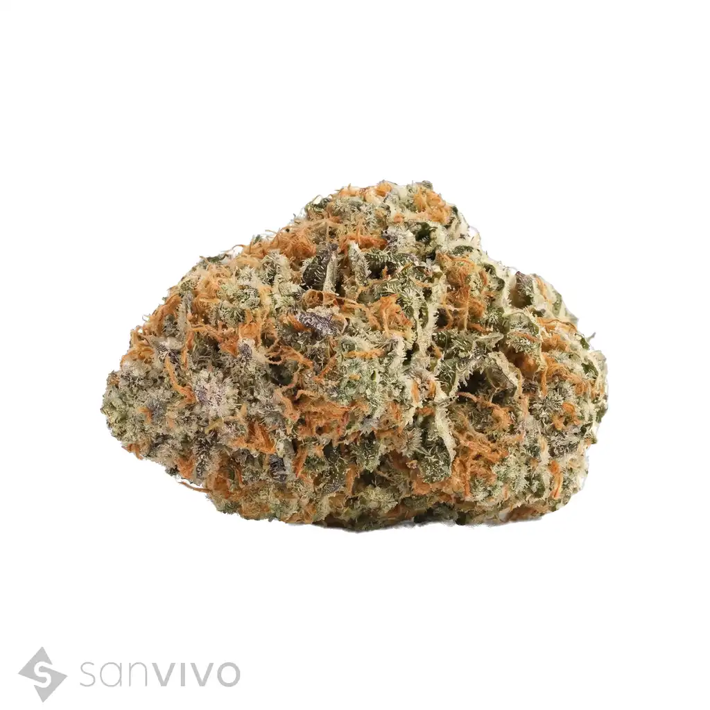 CM Indica light ZAF