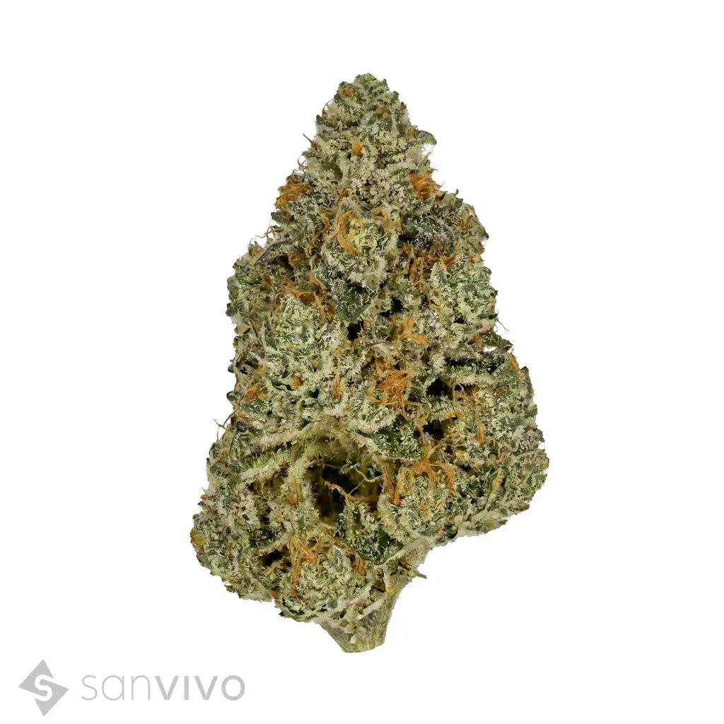 Weeco LMC 33/1 DK Lemoncello