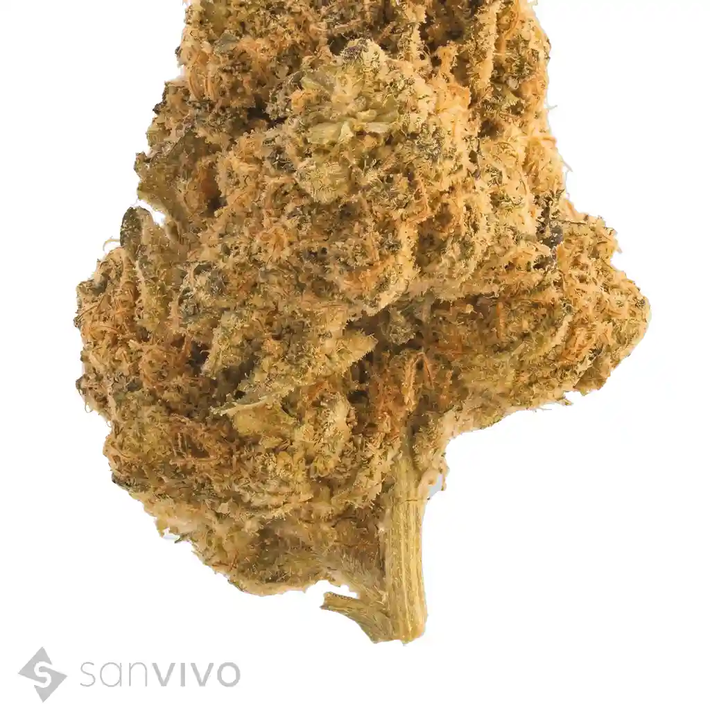 Origine Nature MED 32/1