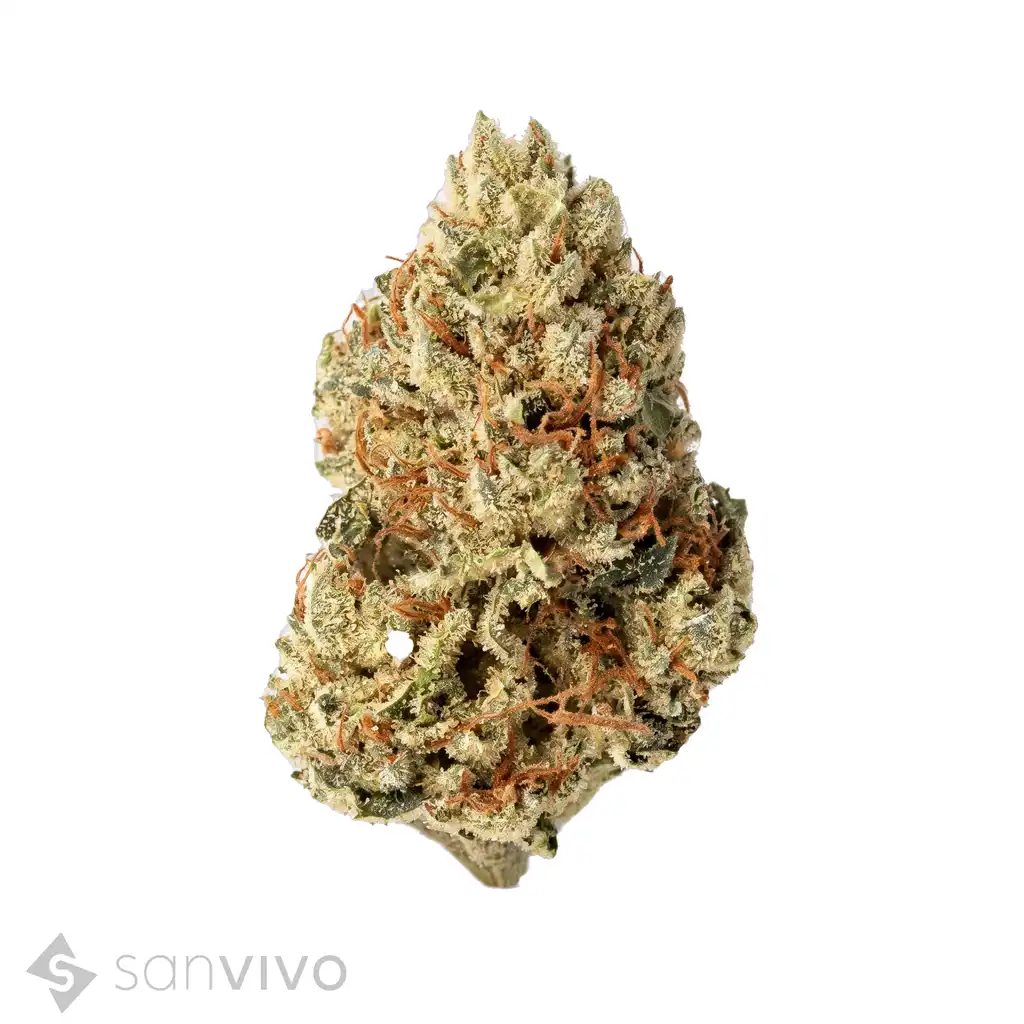 Cannabis 14/1 CL