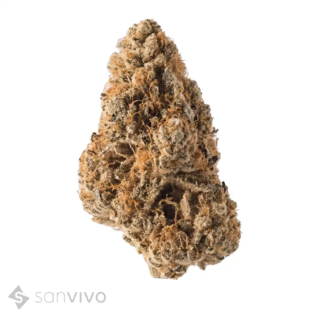 Cannabis 24/1 CZE