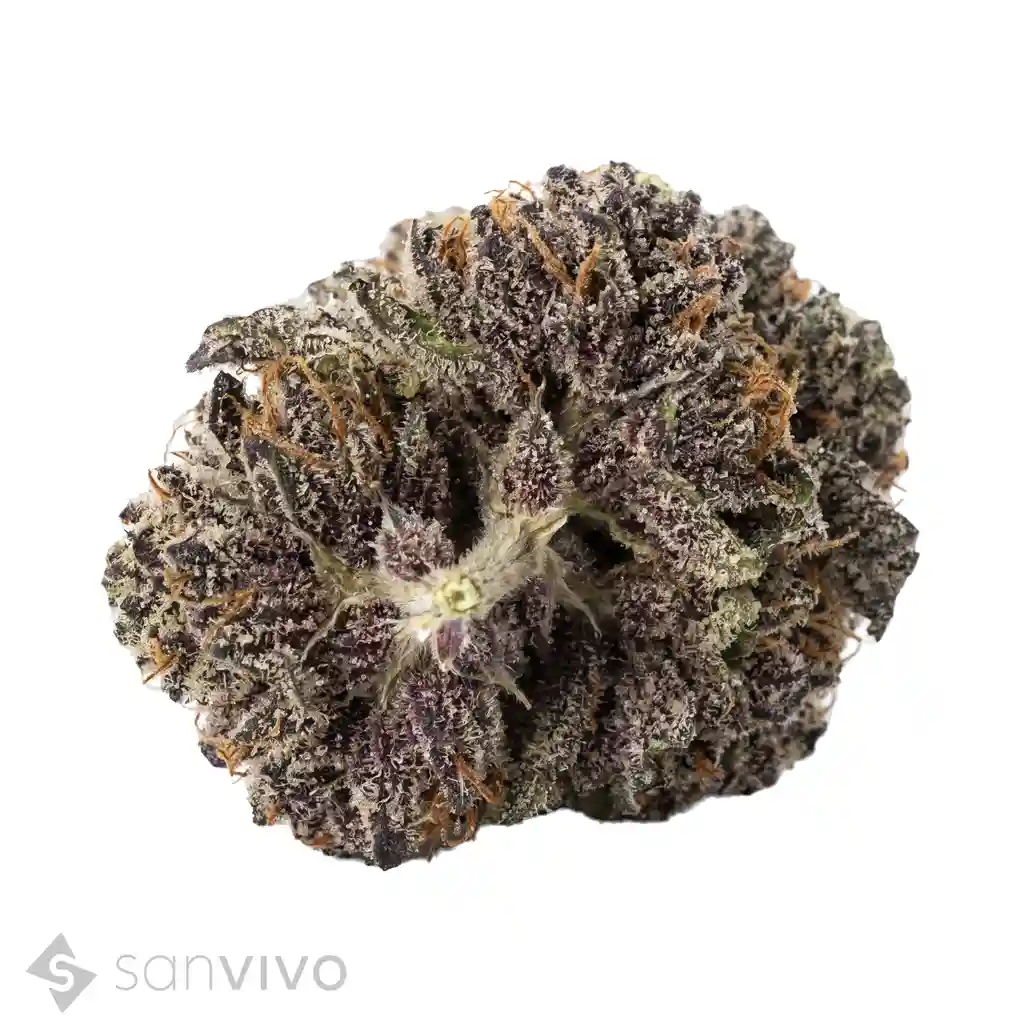 Produkt 34/1 Amici BZ