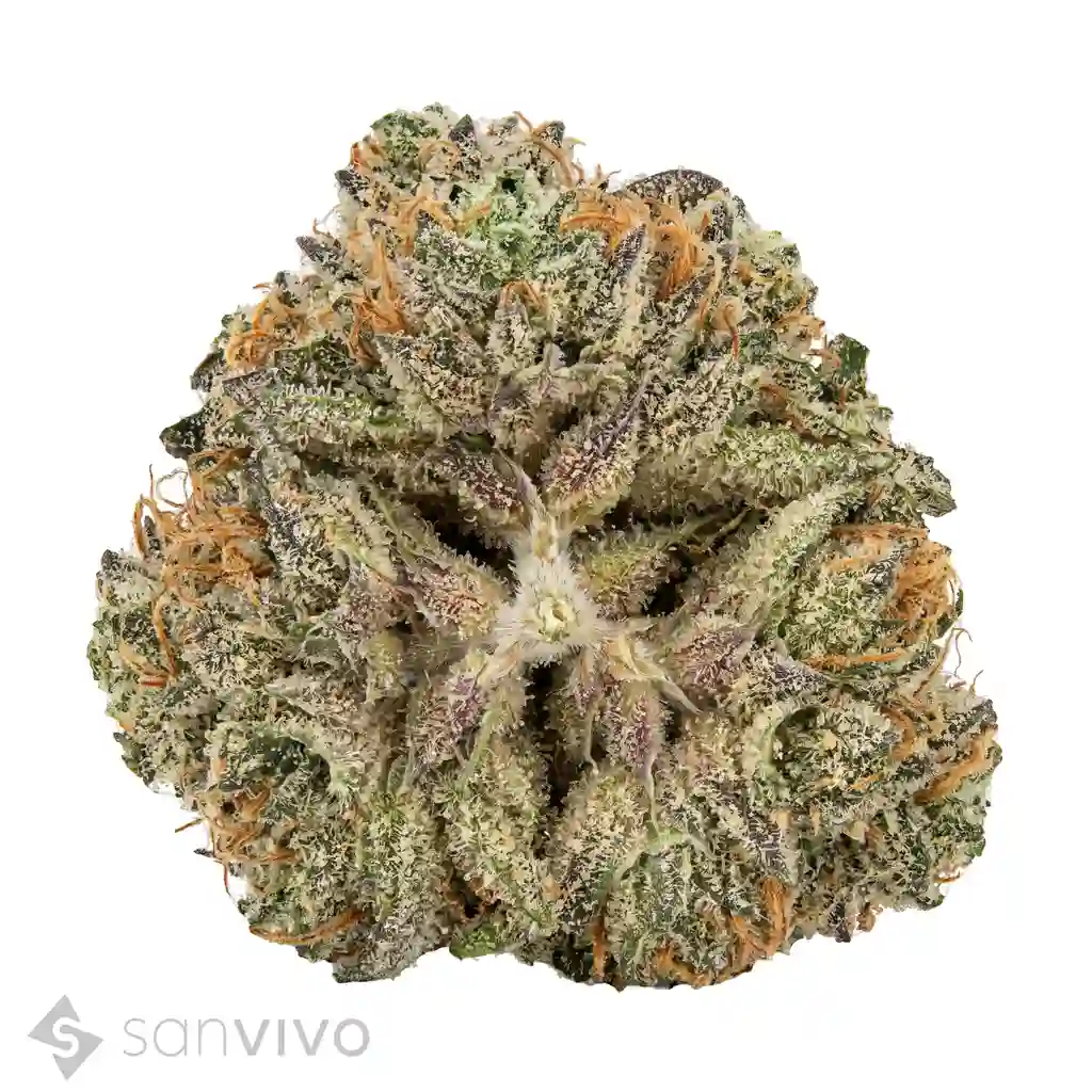 Produkt Avaay 35/1 Super Citra G.